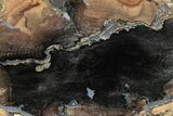 Polished Petrified Wood Slab - Sweet Home, Oregon #290573-1